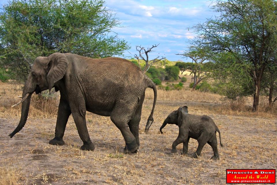 TANZANIA - Tarangire National Park - 31.jpg